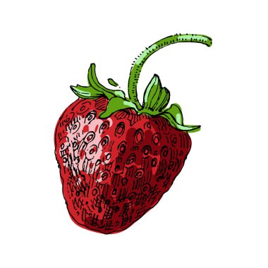 Okaliptüs yaprakları. Çiçekli botanik çiçeği. İzole illüstrasyon elementi. Arkaplan, doku, ambalaj deseni, çerçeve veya kenar çizimi için vektör el.