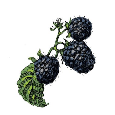 Okaliptüs yaprakları. Çiçekli botanik çiçeği. İzole illüstrasyon elementi. Arkaplan, doku, ambalaj deseni, çerçeve veya kenar çizimi için vektör el.