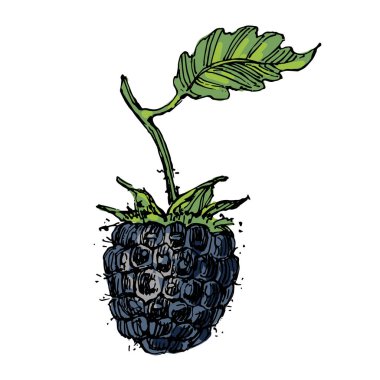 Okaliptüs yaprakları. Çiçekli botanik çiçeği. İzole illüstrasyon elementi. Arkaplan, doku, ambalaj deseni, çerçeve veya kenar çizimi için vektör el.