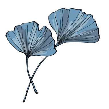 ginkgo yaprakları. Botanik illüstrasyon. Vektör. beyaz arkaplanda izole