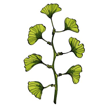 ginkgo yaprakları. Botanik illüstrasyon. Vektör. beyaz arkaplanda izole