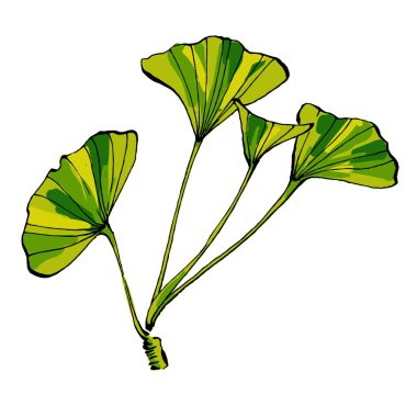 ginkgo beyaz arkaplanda izole edilmiş vektör illüstrasyonunu bırakır