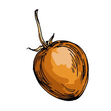 Physalis Çin Feneri Bitki Taslak Vektör İllüstrasyonu