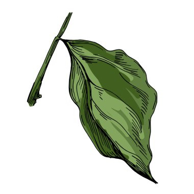 Physalis Çin Feneri Bitki Taslak Vektör İllüstrasyonu