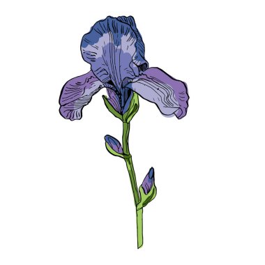 Estetik çiçekler beyaz arkaplanda izole edilmiş süsen çiçekleri