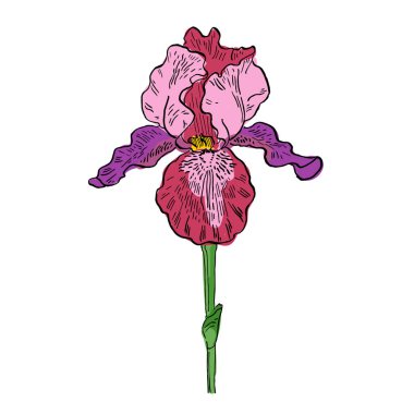 Estetik çiçekler beyaz arkaplanda izole edilmiş süsen çiçekleri