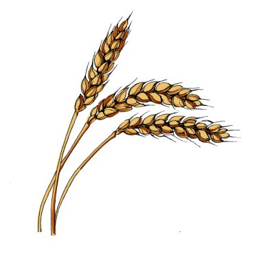 Estetik bitkiler beyaz arka planda izole edilmiş buğday