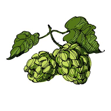 Estetik bitkiler beyaz arkaplanda izole olarak zıplarlar