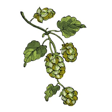 Estetik bitkiler beyaz arkaplanda izole olarak zıplarlar