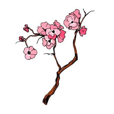 Kiraz çiçeği vektörü. Pembe sakura çiçeği arkaplanı. Çiçek açan kiraz çiçeği taşıyıcısı. Sakura çiçekli kiraz çiçeği dalı. Beyaz arkaplanda Sakura.