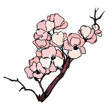 Kiraz çiçeği vektörü. Pembe sakura çiçeği arkaplanı. Çiçek açan kiraz çiçeği taşıyıcısı. Sakura çiçekli kiraz çiçeği dalı. Beyaz arkaplanda Sakura.