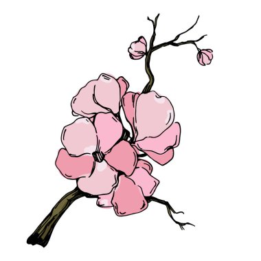 Kiraz çiçeği vektörü. Pembe sakura çiçeği arkaplanı. Çiçek açan kiraz çiçeği taşıyıcısı. Sakura çiçekli kiraz çiçeği dalı. Beyaz arkaplanda Sakura.