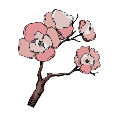 Kiraz çiçeği vektörü. Pembe sakura çiçeği arkaplanı. Çiçek açan kiraz çiçeği taşıyıcısı. Sakura çiçekli kiraz çiçeği dalı. Beyaz arkaplanda Sakura.