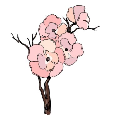 Kiraz çiçeği vektörü. Pembe sakura çiçeği arkaplanı. Çiçek açan kiraz çiçeği taşıyıcısı. Sakura çiçekli kiraz çiçeği dalı. Beyaz arkaplanda Sakura.