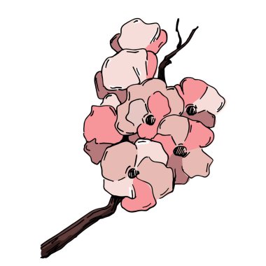 Kiraz çiçeği vektörü. Pembe sakura çiçeği arkaplanı. Çiçek açan kiraz çiçeği taşıyıcısı. Sakura çiçekli kiraz çiçeği dalı. Beyaz arkaplanda Sakura.