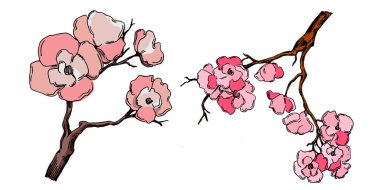 Kiraz çiçeği vektörü. Pembe sakura çiçeği arkaplanı. Çiçek açan kiraz çiçeği taşıyıcısı. Sakura çiçekli kiraz çiçeği dalı. Beyaz arkaplanda Sakura.