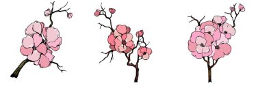 Kiraz çiçeği vektörü. Pembe sakura çiçeği arkaplanı. Çiçek açan kiraz çiçeği taşıyıcısı. Sakura çiçekli kiraz çiçeği dalı. Beyaz arkaplanda Sakura.