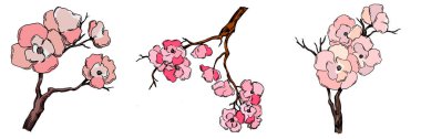 Kiraz çiçeği vektörü. Pembe sakura çiçeği arkaplanı. Çiçek açan kiraz çiçeği taşıyıcısı. Sakura çiçekli kiraz çiçeği dalı. Beyaz arkaplanda Sakura.