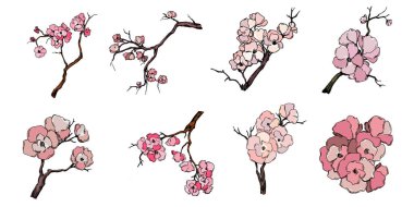 Kiraz çiçeği vektörü. Pembe sakura çiçeği arkaplanı. Çiçek açan kiraz çiçeği taşıyıcısı. Sakura çiçekli kiraz çiçeği dalı. Beyaz arkaplanda Sakura.