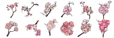 Kiraz çiçeği vektörü. Pembe sakura çiçeği arkaplanı. Çiçek açan kiraz çiçeği taşıyıcısı. Sakura çiçekli kiraz çiçeği dalı. Beyaz arkaplanda Sakura.