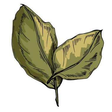 Beyaz arka planda sarı çiçekler. Ayçiçeği. Beyaz arkaplanda vektör illüstrasyonu. Botanik grafik oyma tasarımı.