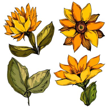 Beyaz arka planda sarı çiçekler. Ayçiçeği. Beyaz arkaplanda vektör illüstrasyonu. Botanik grafik oyma tasarımı.