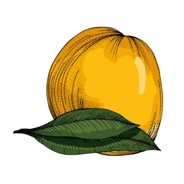 Citrus ve Orange Blossom Vintage el beyaz arka planda izole meyveler çiziyor. Mandalina. Organik meyve. Çizgi film tarzı. Herhangi bir tasarım için vektör illüstrasyonu.