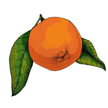 Citrus ve Orange Blossom Vintage el beyaz arka planda izole meyveler çiziyor. Mandalina. Organik meyve. Çizgi film tarzı. Herhangi bir tasarım için vektör illüstrasyonu.