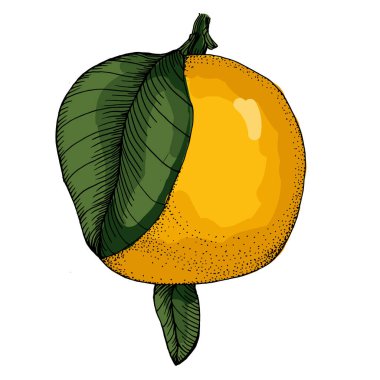 Citrus ve Orange Blossom Vintage el beyaz arka planda izole meyveler çiziyor. Mandalina. Organik meyve. Çizgi film tarzı. Herhangi bir tasarım için vektör illüstrasyonu.