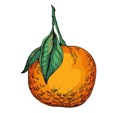 Citrus ve Orange Blossom Vintage el beyaz arka planda izole meyveler çiziyor. Mandalina. Organik meyve. Çizgi film tarzı. Herhangi bir tasarım için vektör illüstrasyonu.