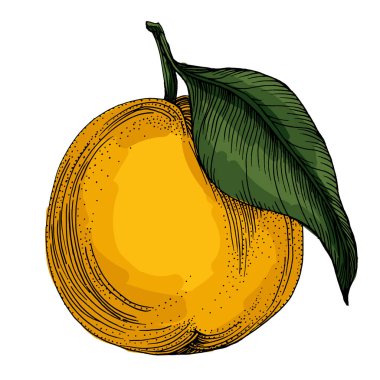 Citrus ve Orange Blossom Vintage el beyaz arka planda izole meyveler çiziyor. Mandalina. Organik meyve. Çizgi film tarzı. Herhangi bir tasarım için vektör illüstrasyonu.