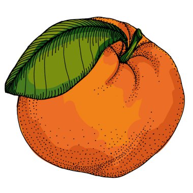 Citrus ve Orange Blossom Vintage el beyaz arka planda izole meyveler çiziyor. Mandalina. Organik meyve. Çizgi film tarzı. Herhangi bir tasarım için vektör illüstrasyonu.