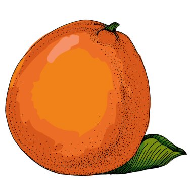 Citrus ve Orange Blossom Vintage el beyaz arka planda izole meyveler çiziyor. Mandalina. Organik meyve. Çizgi film tarzı. Herhangi bir tasarım için vektör illüstrasyonu.