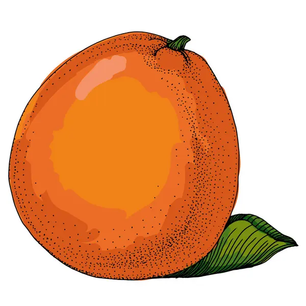 Citrus ve Orange Blossom Vintage el beyaz arka planda izole meyveler çiziyor. Mandalina. Organik meyve. Çizgi film tarzı. Herhangi bir tasarım için vektör illüstrasyonu.