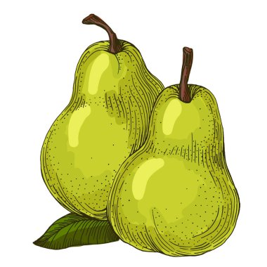 Beyaz arka planda izole edilmiş gerçekçi yeşil armut meyve vektör çizimi, ambalaj tasarımı, markalaşma, etiketleme, posterler, eko ürün ve mutfak dekorasyonu için taze organik sağlıklı besinler.