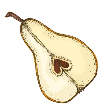 Beyaz arka planda izole edilmiş gerçekçi yeşil armut meyve vektör çizimi, ambalaj tasarımı, markalaşma, etiketleme, posterler, eko ürün ve mutfak dekorasyonu için taze organik sağlıklı besinler.