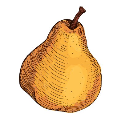 Beyaz arka planda izole edilmiş gerçekçi yeşil armut meyve vektör çizimi, ambalaj tasarımı, markalaşma, etiketleme, posterler, eko ürün ve mutfak dekorasyonu için taze organik sağlıklı besinler.