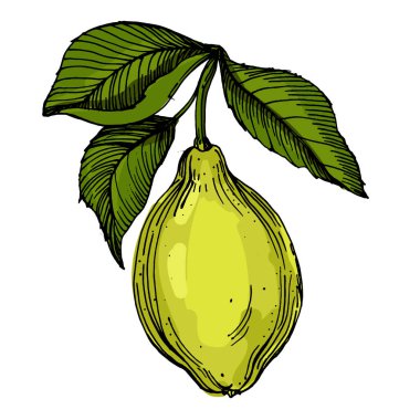 Beyaz arka planda izole edilmiş gerçekçi yeşil armut meyve vektör çizimi, ambalaj tasarımı, markalaşma, etiketleme, posterler, eko ürün ve mutfak dekorasyonu için taze organik sağlıklı besinler.