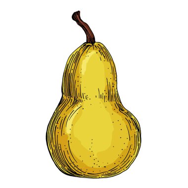 Beyaz arka planda izole edilmiş gerçekçi yeşil armut meyve vektör çizimi, ambalaj tasarımı, markalaşma, etiketleme, posterler, eko ürün ve mutfak dekorasyonu için taze organik sağlıklı besinler.