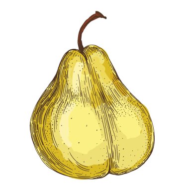 Beyaz arka planda izole edilmiş gerçekçi yeşil armut meyve vektör çizimi, ambalaj tasarımı, markalaşma, etiketleme, posterler, eko ürün ve mutfak dekorasyonu için taze organik sağlıklı besinler.