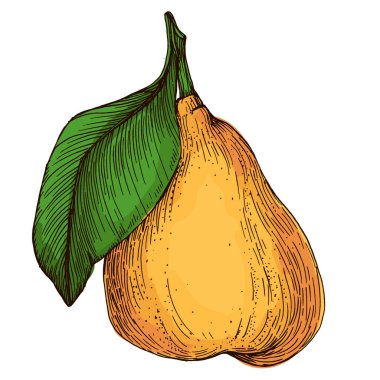 Beyaz arka planda izole edilmiş gerçekçi yeşil armut meyve vektör çizimi, ambalaj tasarımı, markalaşma, etiketleme, posterler, eko ürün ve mutfak dekorasyonu için taze organik sağlıklı besinler.