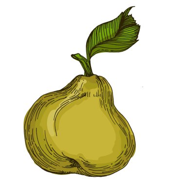 Beyaz arka planda izole edilmiş gerçekçi yeşil armut meyve vektör çizimi, ambalaj tasarımı, markalaşma, etiketleme, posterler, eko ürün ve mutfak dekorasyonu için taze organik sağlıklı besinler.