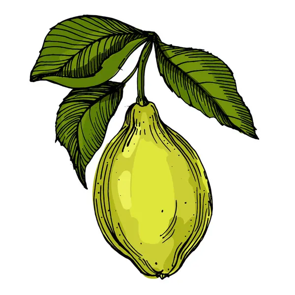 Beyaz arka planda izole edilmiş gerçekçi yeşil armut meyve vektör çizimi, ambalaj tasarımı, markalaşma, etiketleme, posterler, eko ürün ve mutfak dekorasyonu için taze organik sağlıklı besinler.