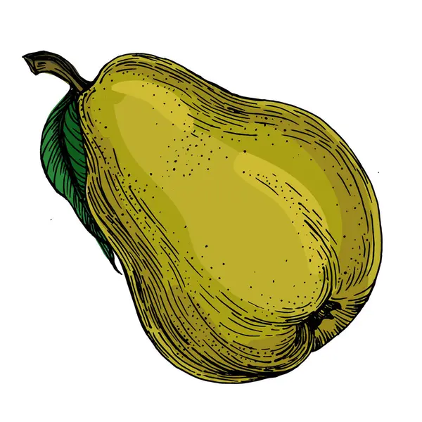 Beyaz arka planda izole edilmiş gerçekçi yeşil armut meyve vektör çizimi, ambalaj tasarımı, markalaşma, etiketleme, posterler, eko ürün ve mutfak dekorasyonu için taze organik sağlıklı besinler.