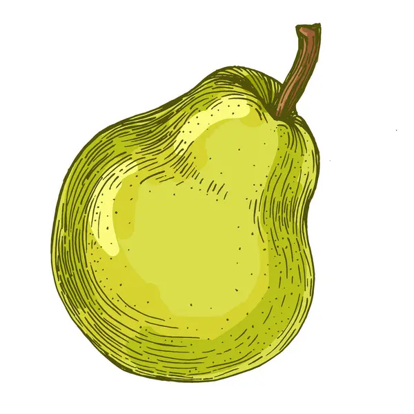 Beyaz arka planda izole edilmiş gerçekçi yeşil armut meyve vektör çizimi, ambalaj tasarımı, markalaşma, etiketleme, posterler, eko ürün ve mutfak dekorasyonu için taze organik sağlıklı besinler.