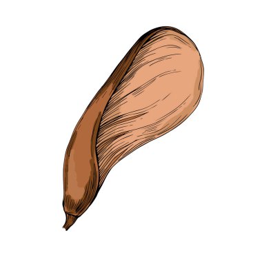 Klasik botanik tarzında elle çizilmiş detaylı akçaağaç yaprağı çizimi, beyaz arka planda izole edilmiş, sonbahar tasarımları, mevsimlik dekorlar, doğa baskıları, dövmeler veya eko markalar için mükemmel.