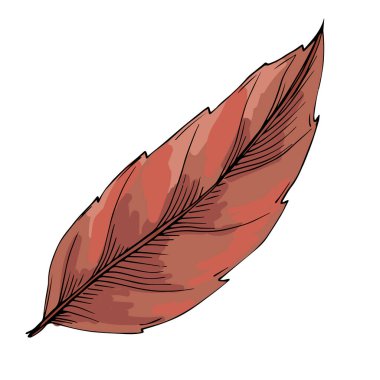 Klasik botanik tarzında elle çizilmiş detaylı akçaağaç yaprağı çizimi, beyaz arka planda izole edilmiş, sonbahar tasarımları, mevsimlik dekorlar, doğa baskıları, dövmeler veya eko markalar için mükemmel.