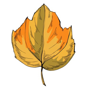Klasik botanik tarzında elle çizilmiş detaylı akçaağaç yaprağı çizimi, beyaz arka planda izole edilmiş, sonbahar tasarımları, mevsimlik dekorlar, doğa baskıları, dövmeler veya eko markalar için mükemmel.