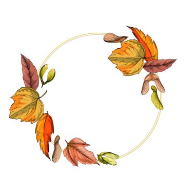 Klasik botanik tarzında elle çizilmiş detaylı akçaağaç yaprağı çizimi, beyaz arka planda izole edilmiş, sonbahar tasarımları, mevsimlik dekorlar, doğa baskıları, dövmeler veya eko markalar için mükemmel.