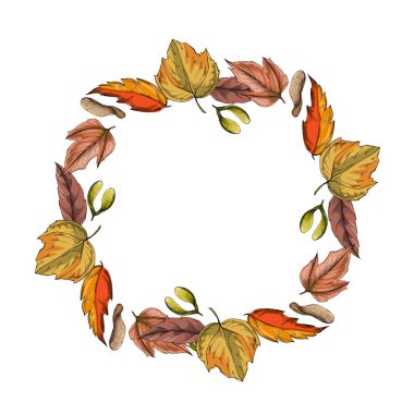 Klasik botanik tarzında elle çizilmiş detaylı akçaağaç yaprağı çizimi, beyaz arka planda izole edilmiş, sonbahar tasarımları, mevsimlik dekorlar, doğa baskıları, dövmeler veya eko markalar için mükemmel.